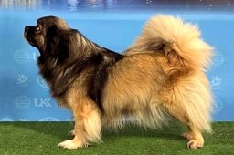 2024 – Klubový veterán šampion