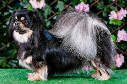 2024 – Klubový šampion