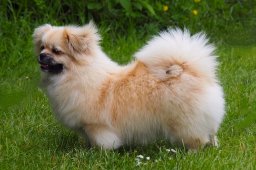 2025 – Klubový šampion