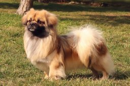 2025 – Klubový šampion