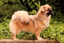 2025 – Klubový šampion