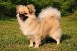 2025 – Klubový šampion