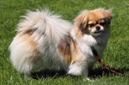 2024 – Klubový šampion